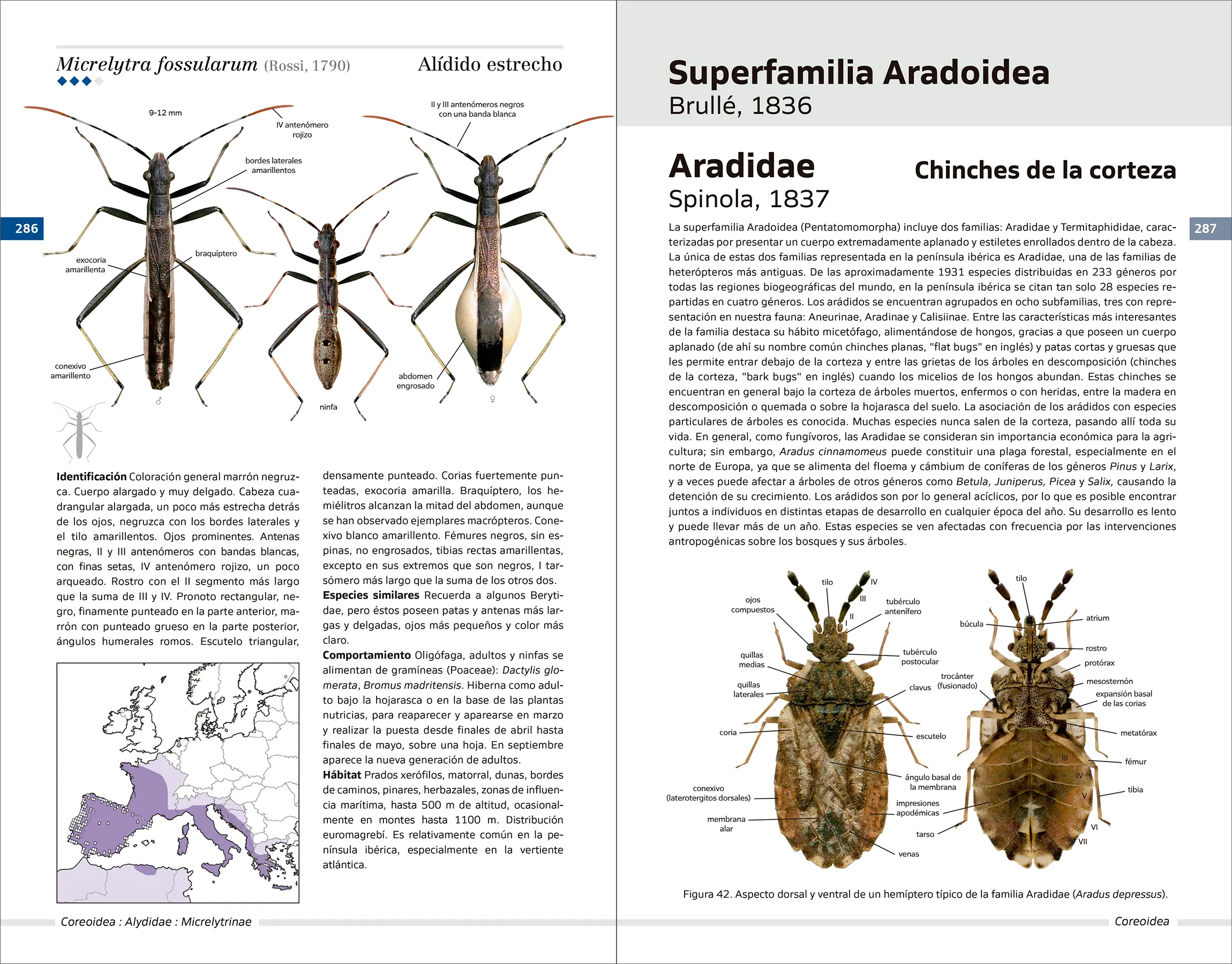 Chinches pentatomomorfas de la península ibérica - Imagen 10
